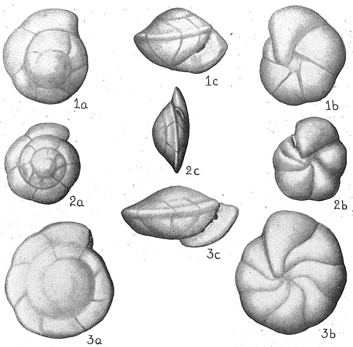 Eponides umbonata