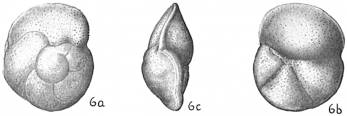 Globorotalia hirsuta