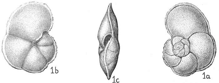 Globorotalia menardii