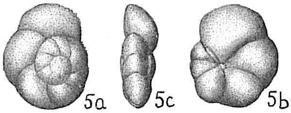 Globorotalia scitula