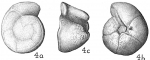 Chromista - Foraminifera (foraminifers)