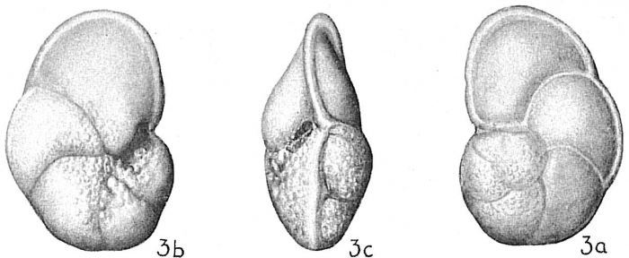 Globorotalia tumida