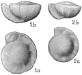 Chromista - Foraminifera (foraminifers)