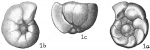 Gyroidina soldanii f. altiformis