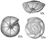 Chromista - Foraminifera (foraminifers)