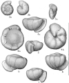 Chromista - Foraminifera (foraminifers)