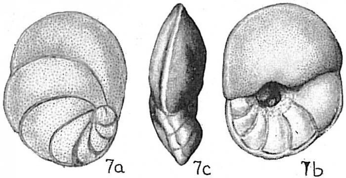 Lamarckina atlantica Lamarckina atlantica