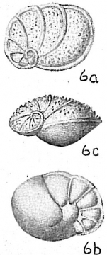 Lamarckina scabra