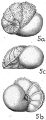 Chromista - Foraminifera (foraminifers)