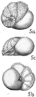 Lamarckina ventricosa