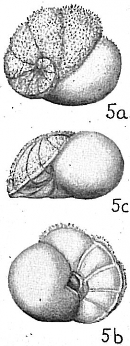 Lamarckina ventricosa Lamarckina ventricosa
