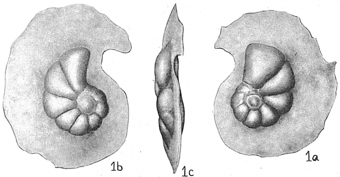 Laticarinina pauperata