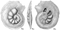 Chromista - Foraminifera (foraminifers)