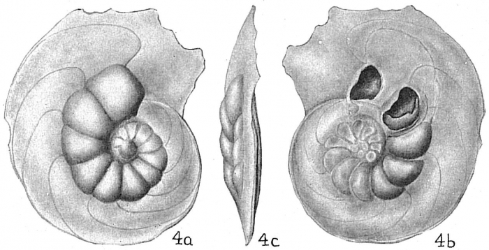 Laticarinina pauperata