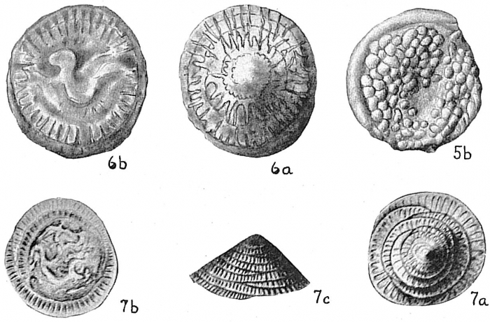 Patellina corrugata Patellina corrugata