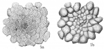 Chromista - Foraminifera (foraminifers)