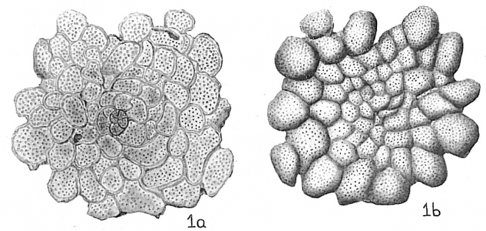 Planorbulina acervalis