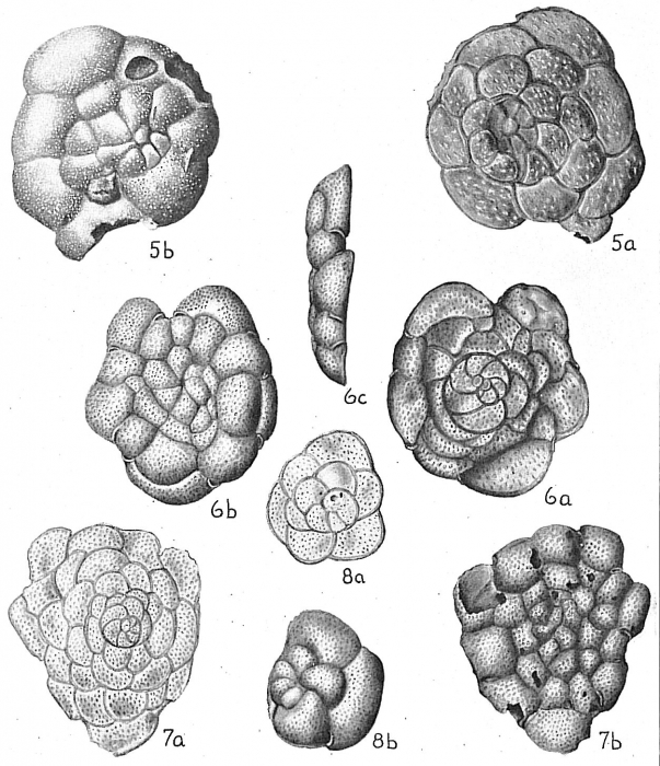 Planorbulina mediterranensis