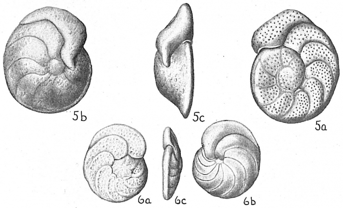 Planulina wuellerstorfi Planulina wuellerstorfi