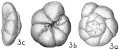 Chromista - Foraminifera (foraminifers)