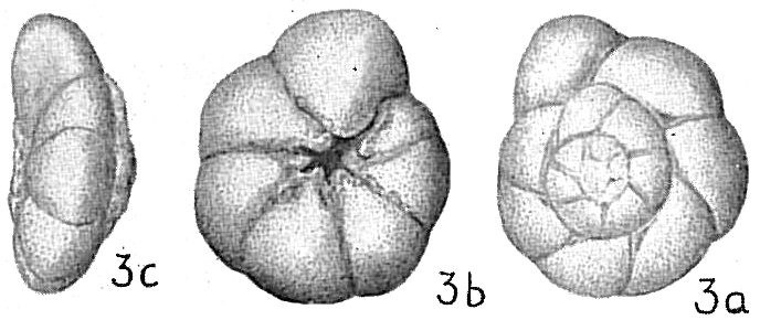 Rotalia beccarii tepida