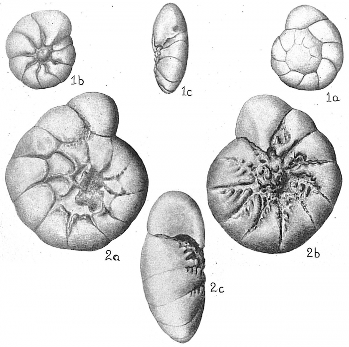 Identified as Rotalia beccarii by Cushman (1931) but includes specimens of several species.