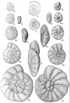Rotalia beccarii (figs 6-7); other Ammonia species (Figs 1-5)