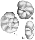 Rotalia perlucida Heron-Allen & Earland 1913 - figured type specimen