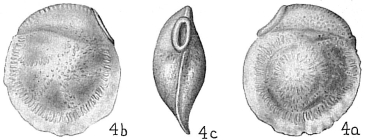 Siphonina bradyana