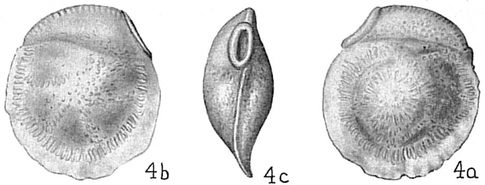 Siphonina bradyana Siphonina bradyana