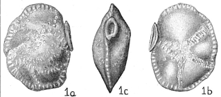 Siphonina reticulata