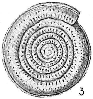 Spirillina decorata