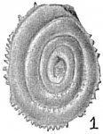 Chromista - Foraminifera (foraminifers)