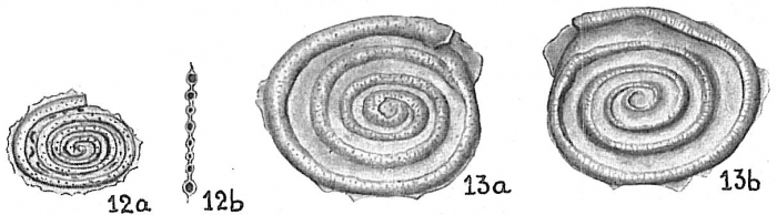 Spirillina lateseptata Spirillina lateseptata