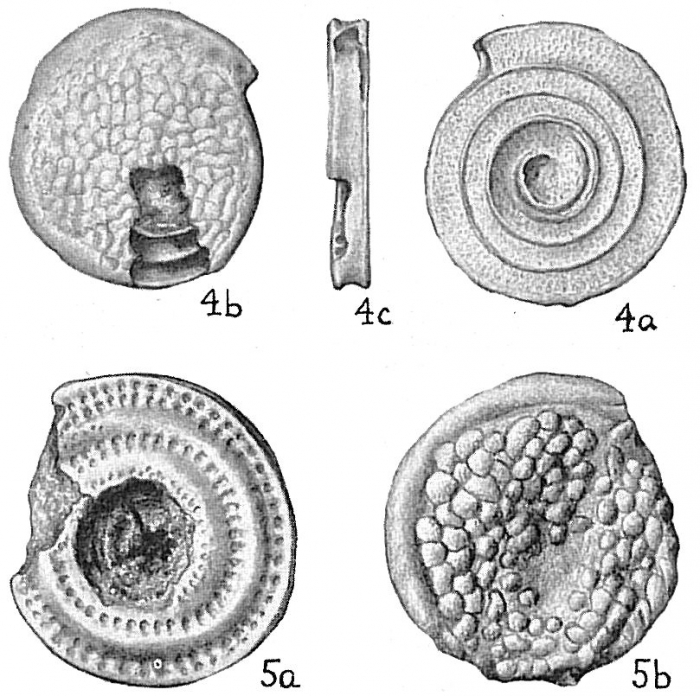 Spirillina limbata denticulata