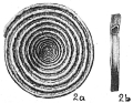 Chromista - Foraminifera (foraminifers)