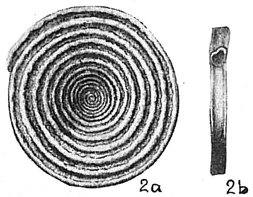 Spirillina limbata