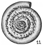 Chromista - Foraminifera (foraminifers)