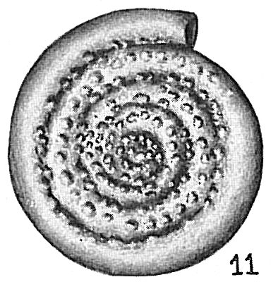 Spirillina margaritifera Spirillina margaritifera