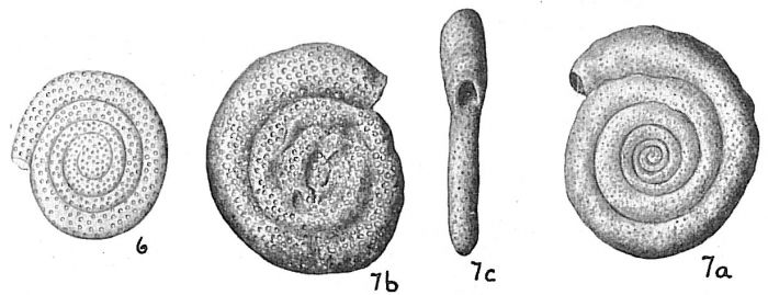 Spirillina perforata Spirillina perforata
