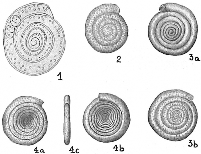 Spirillina vivipara Spirillina vivipara
