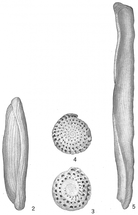 Alveolina boscii (Misidentification) Alveolinella quoyi Alveolina boscii (Misidentification) Alveolinella quoyi