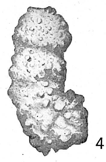 Ammobaculites agglutinans Ammobaculites agglutinans