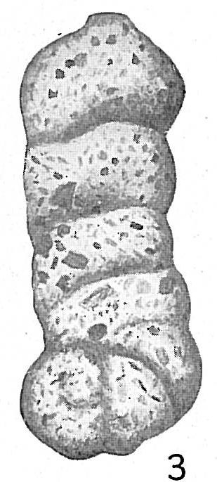 Ammobaculites calcareum