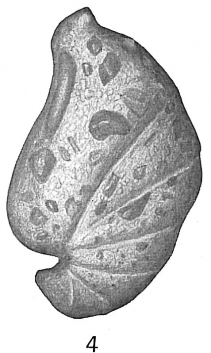 Ammobaculites cassis Ammobaculites cassis