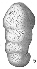 Ammobaculites cylindricus
