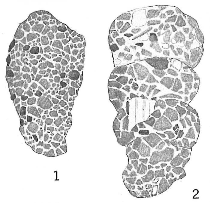 Ammobaculites pseudospirale Ammobaculites pseudospirale