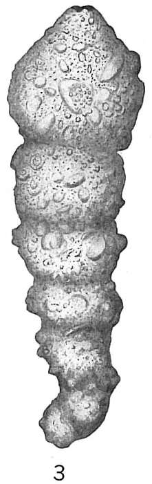 Ammobaculites reophaciformis Ammobaculites reophaciformis