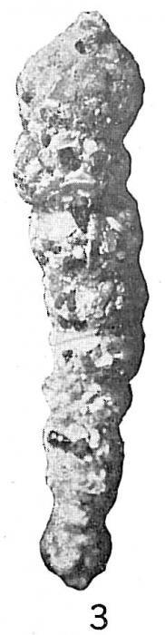 Ammobaculites reophaciformis Ammobaculites reophaciformis