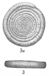 Chromista - Foraminifera (foraminifers)